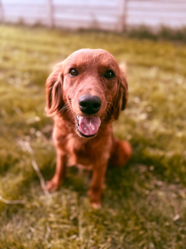 A happy golden retriever sitting on grass, looking at the camera.
