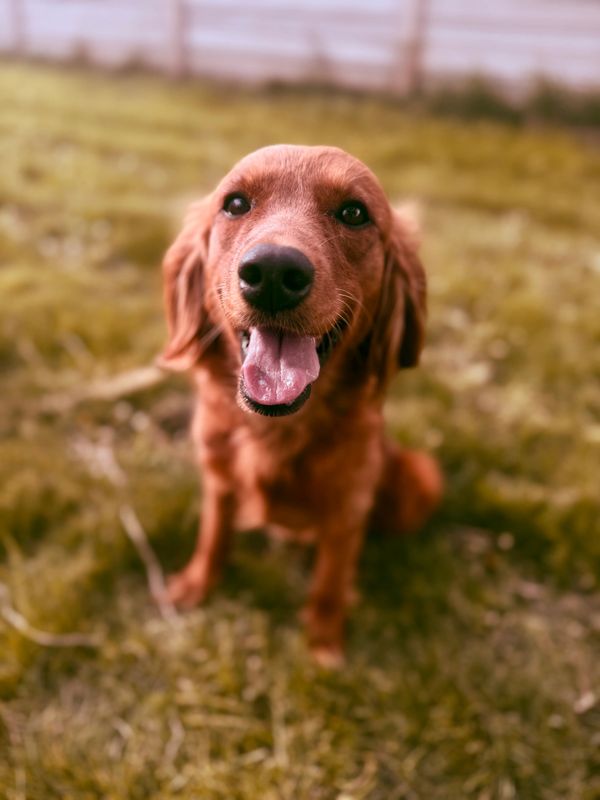 Happy golden retriever sitting on grass with tongue out.