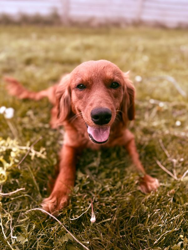 Happy brown dog lying on the grass with tongue out.