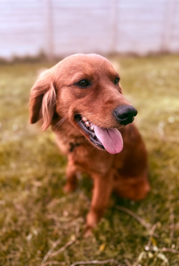 unfurnished goldendoodle