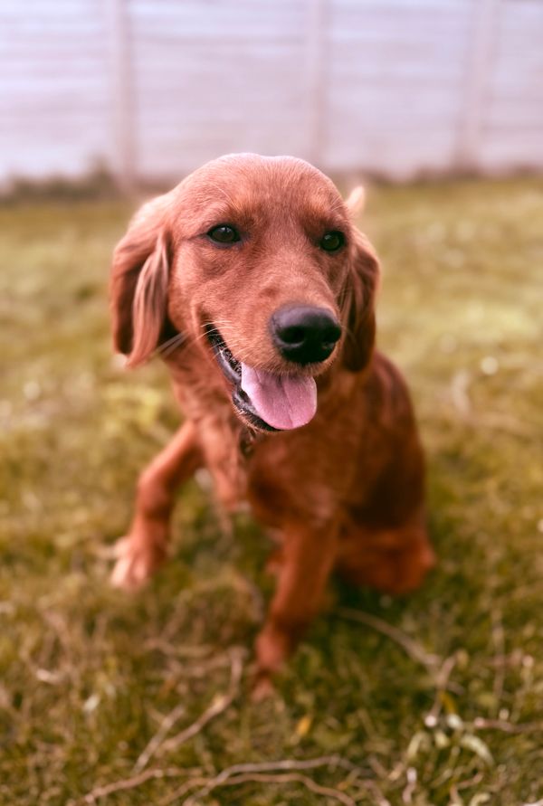 Happy golden retriever sitting on grass with tongue out.