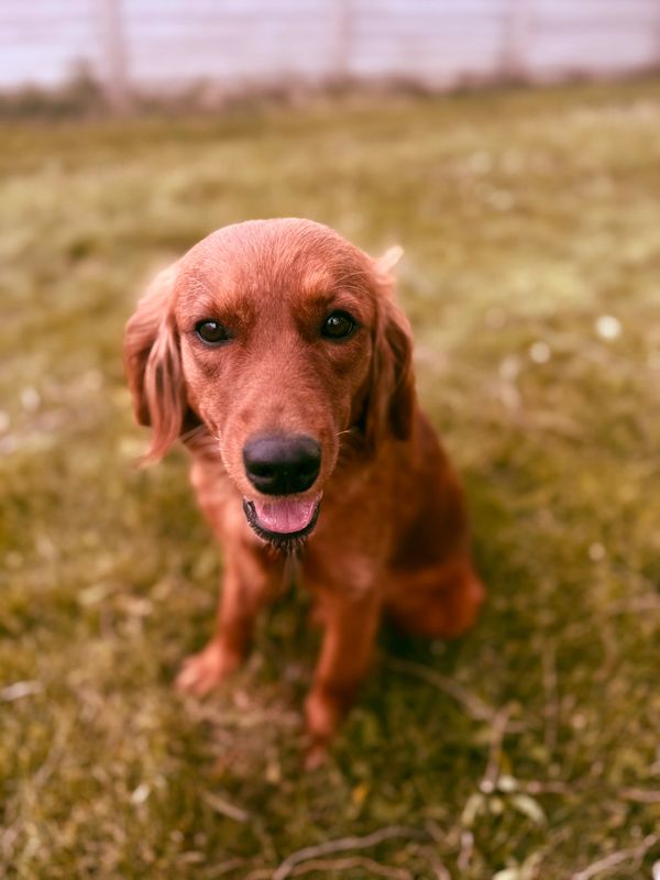 Happy golden retriever sitting on grass, looking at the camera.
