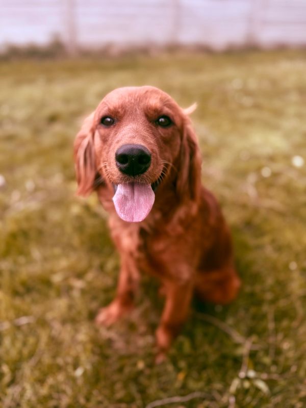 dark red goldendoodle