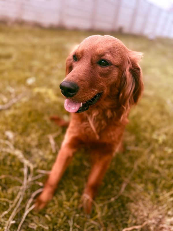 flat-coated goldendoodle