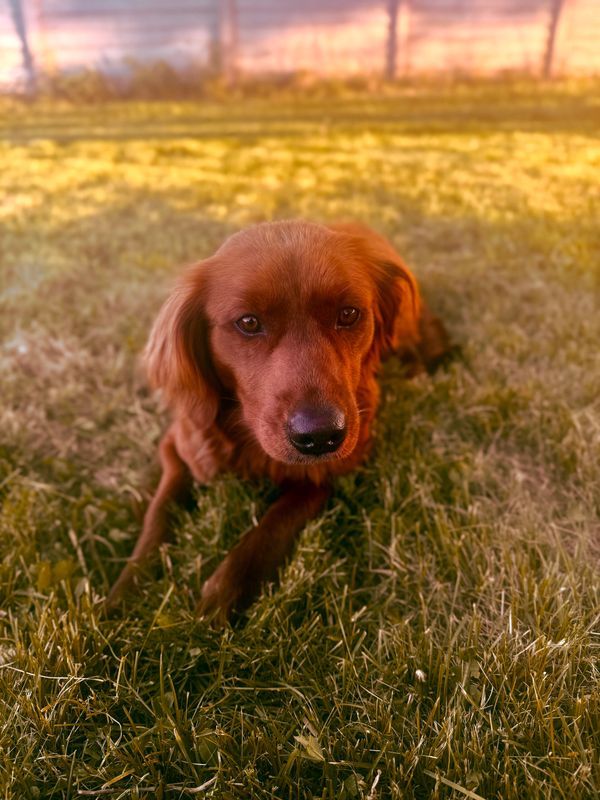 Miniature Golden Retriever