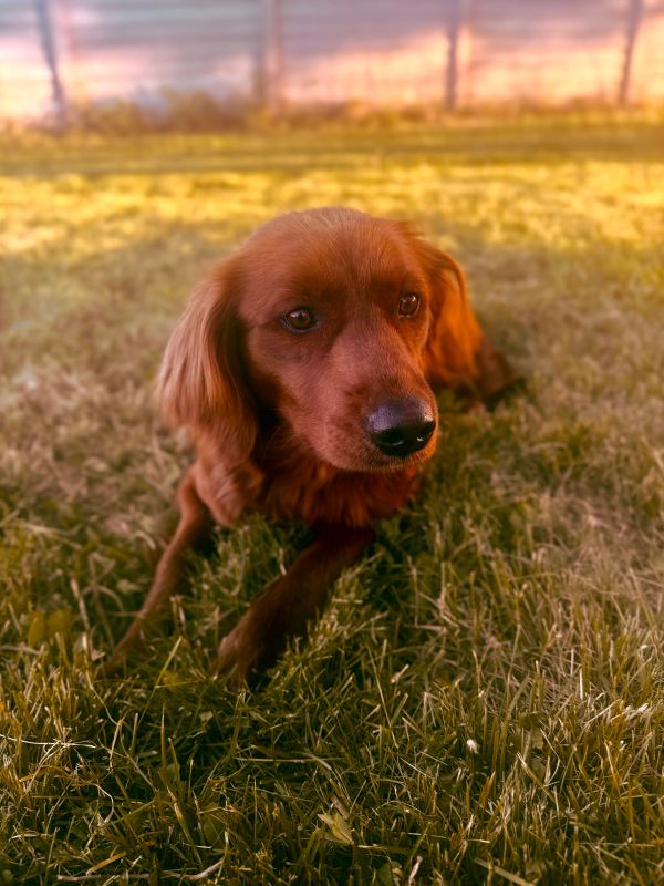Miniature Golden Retriever