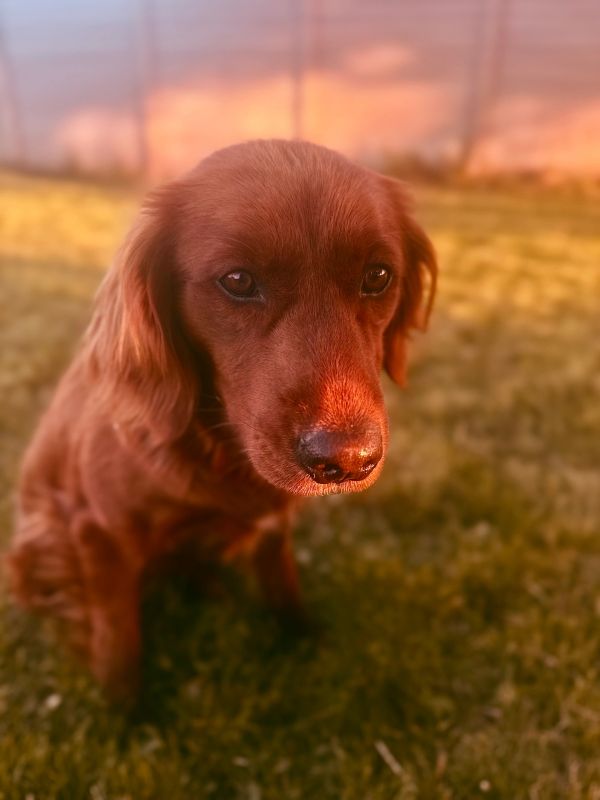 Miniature Golden Retriever