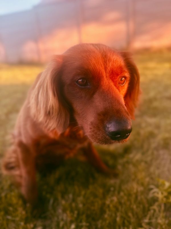 Miniature Golden Retriever