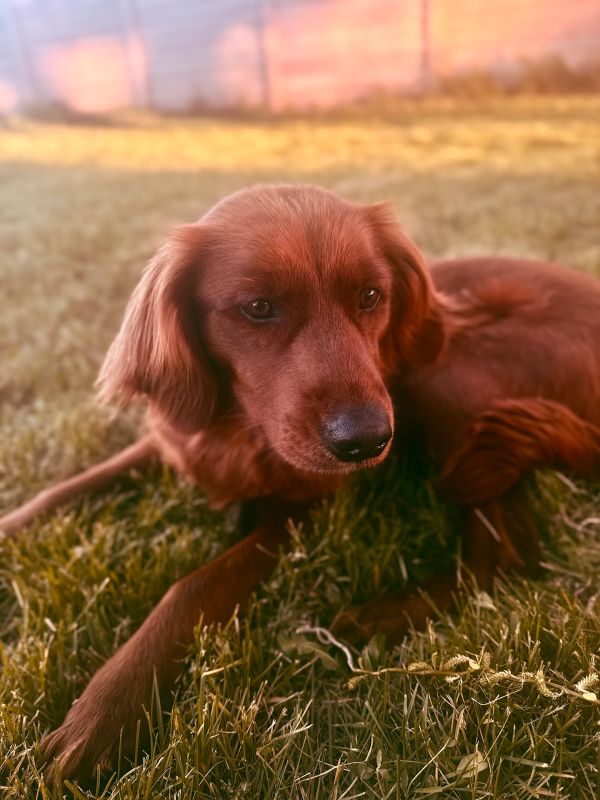 Miniature Golden Retriever