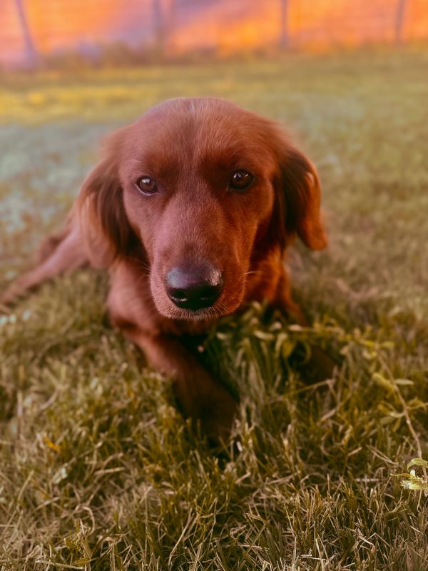 Miniature Golden Retriever