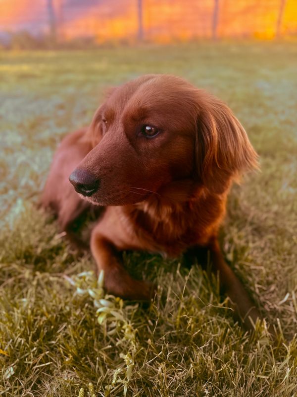 Miniature Golden Retriever