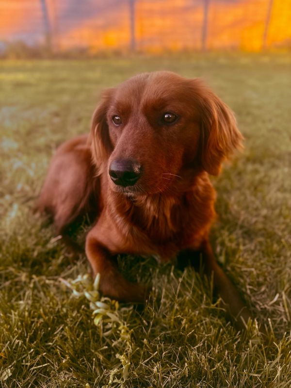 Miniature Golden Retriever