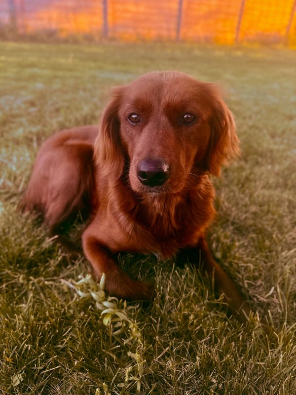 Miniature Golden Retriever