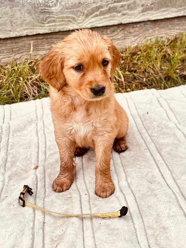 Our Dark Gold Miniature Golden Retriever Mama, Londyn!
