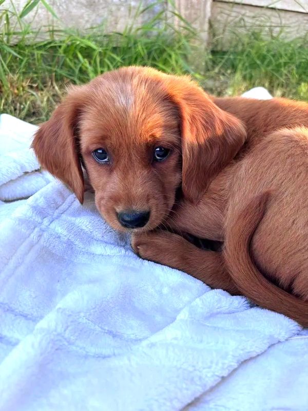 Our Dark Red Miniature Golden Retriever Mama, Aspen!