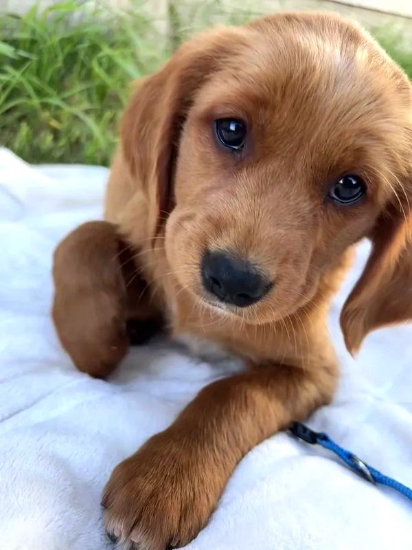 Our Dark Red Miniature Golden Retriever Mama, Aspen!