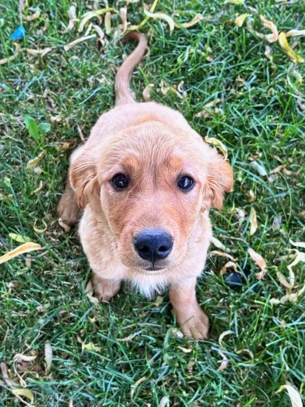 Our Dark Gold Miniature Golden Retriever Mama, Londyn!