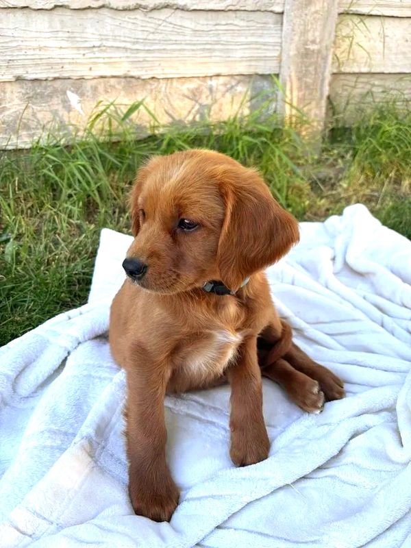 Our Dark Red Miniature Golden Retriever Mama, Aspen!