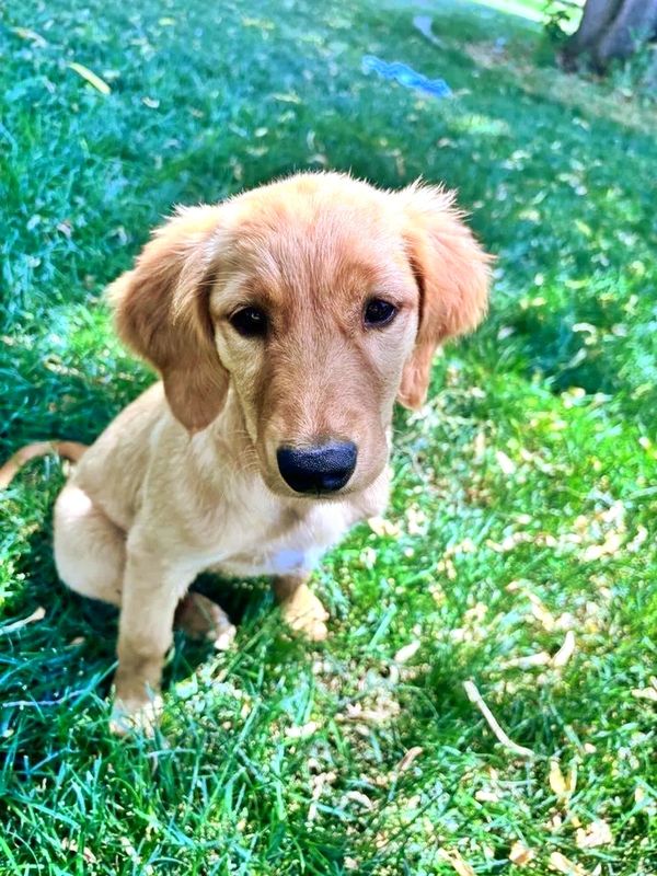 Our Dark Gold Miniature Golden Retriever Mama, Londyn!