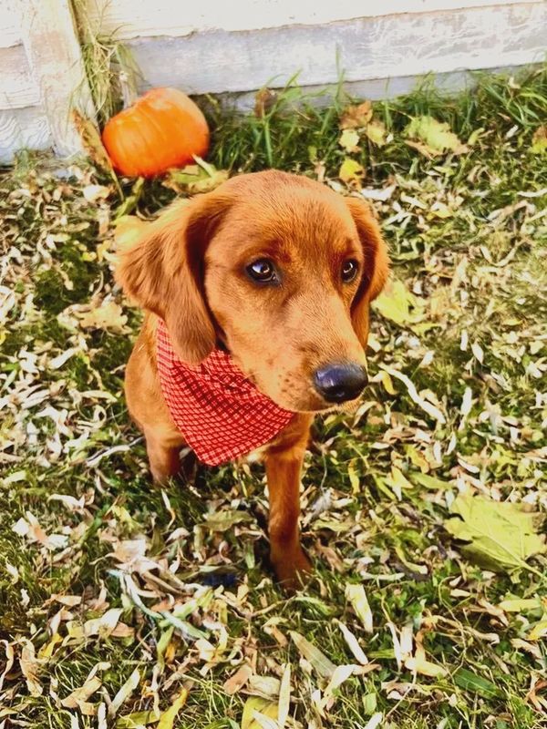Our Dark Red Miniature Golden Retriever Mama, Aspen!