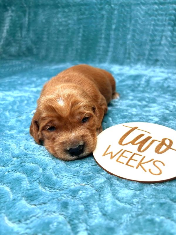 Our Dark Red Miniature Golden Retriever Mama, Aspen!