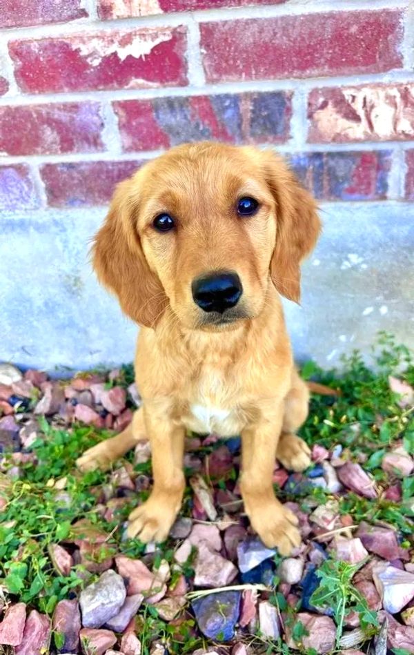 Our Dark Gold Miniature Golden Retriever Mama, Londyn!