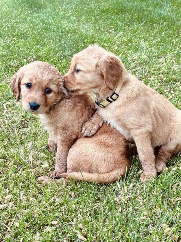 Our Dark Gold Miniature Golden Retriever Mama, Londyn!