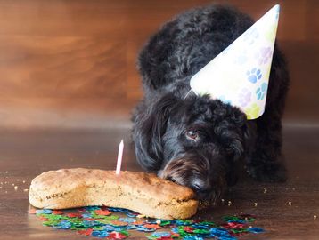 Pet Birthday Cake