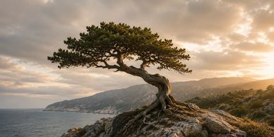 Árvore solitária em penhasco rochoso ao pôr do sol.