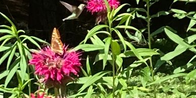 Natural law showing hummingbird and butterfly feeding next to each other on stems of pink bee balm.