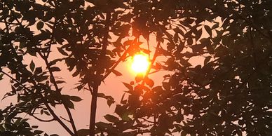 Sunrise through a leafy tree.