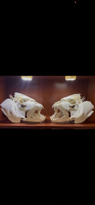 Cubera Snapper Skull Mount