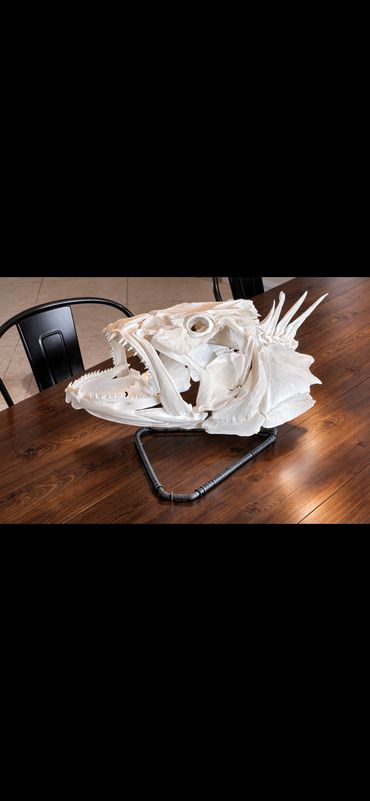 Black Grouper Skull Mount