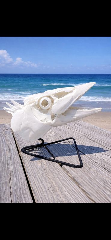 Wahoo Skull Mount