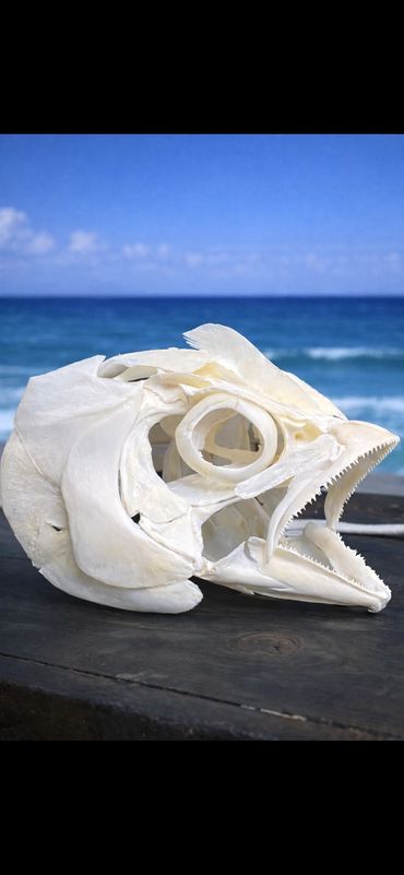 Blackfin Tuna Skull Mount