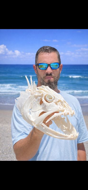 Black Grouper Skull Mount