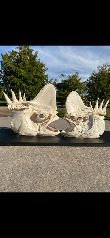 Bull Mahi Skull Mount