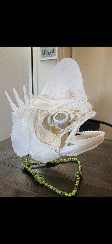 Bull Mahi Skull Mount