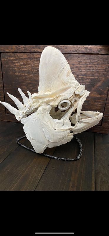 Bull Mahi Skull Mount