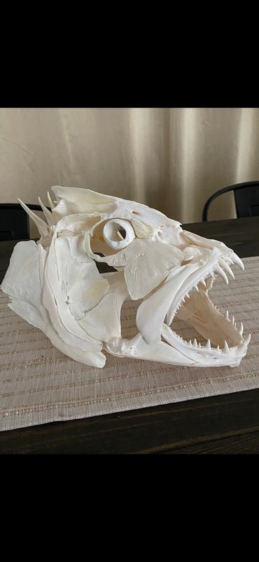 Cubera Snapper Skull Mount