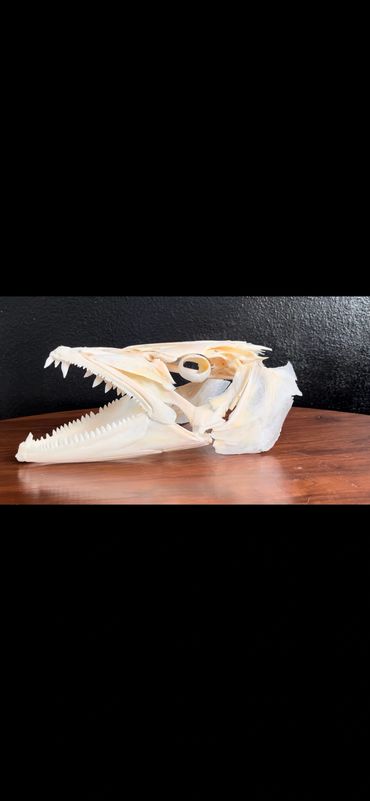 Barracuda Skull Mount
