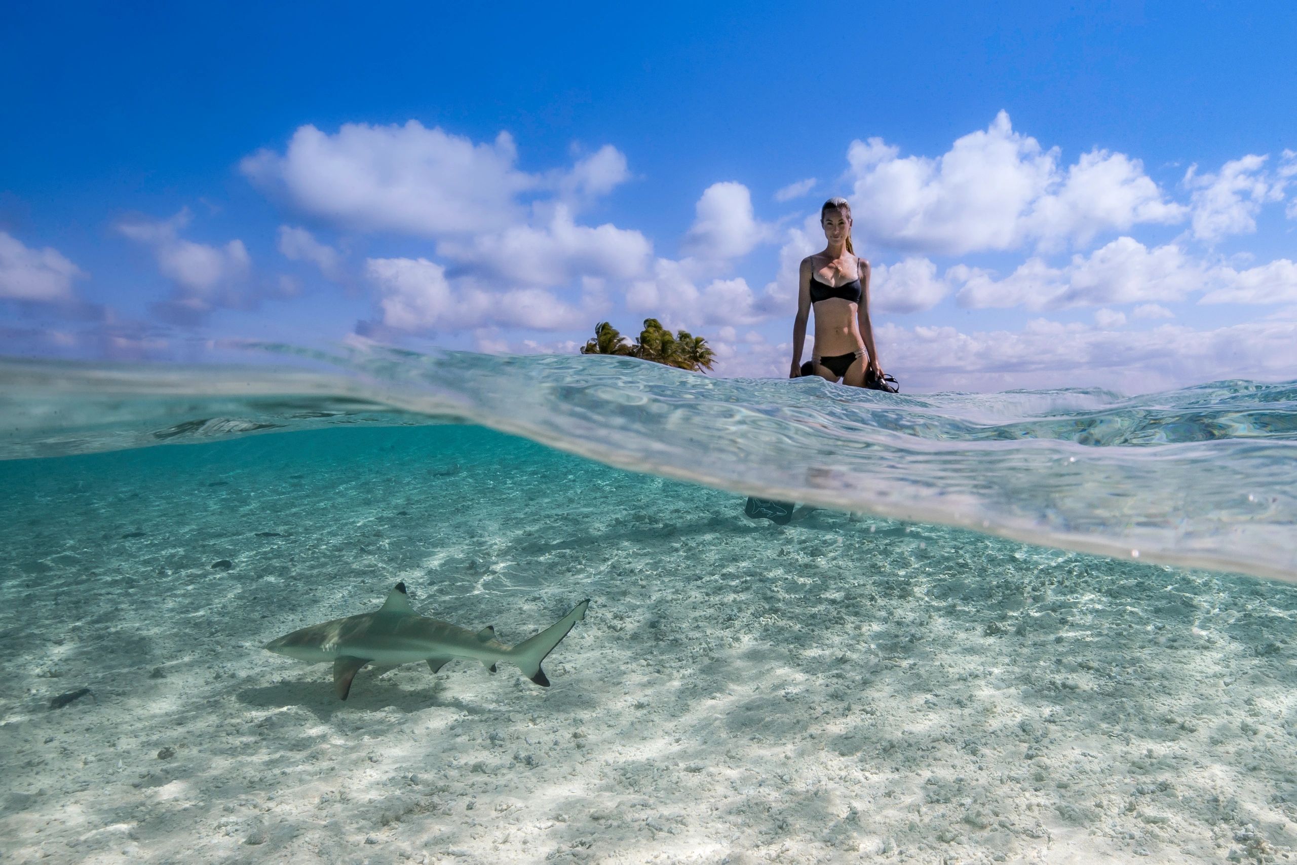 Ocean Ramsey with a Shark in a Bikini over-under shot
