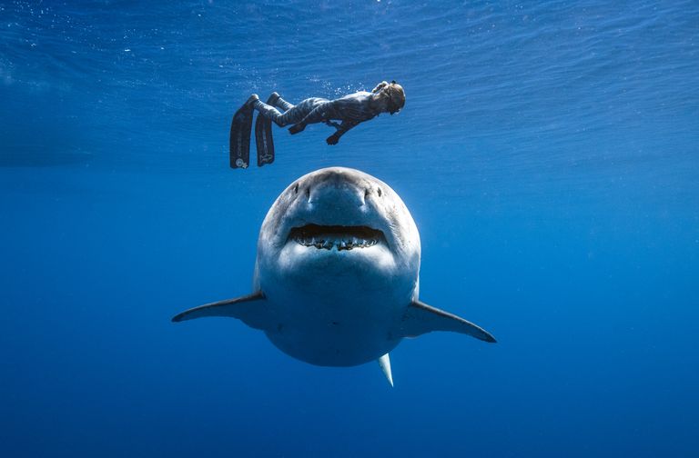 Ocean Ramsey with Deep Blue the largest great White sharks in the world diving together in Hawaii.