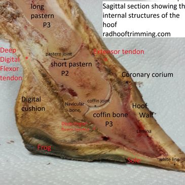 Dissection of hoof sagittal section internal structures of hoof labled