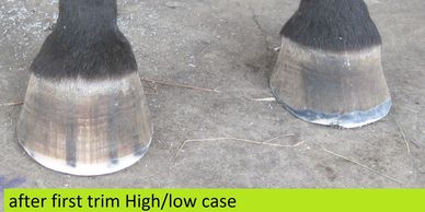  High / low hoof syndrome