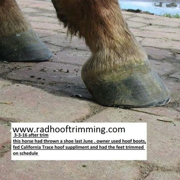 Hoof healed after  having lost part of hoof wall when a shoe fell off