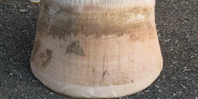 Normal white hoof after trimming with mustang roll