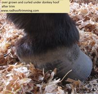  Neglected donkey hoof first trim