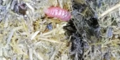 Bot larva in  manure