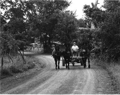 Jerry De Gennaro driving a 3 mule hitch , Indian Fields Mule Farm, Groesbeck Rd , Feura Bush, NY 